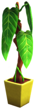 Philodendron in Yellow Pot.png