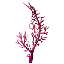 Fan Coral.png